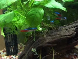 Fighter with other fish??