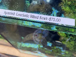 Some neat fish at my LFS