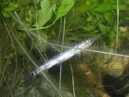 Ctenolucius Hujeta