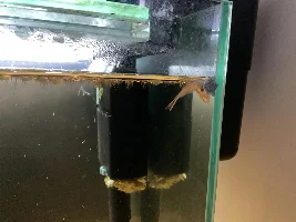 148.6L (39.2 gallon) aquarium journal