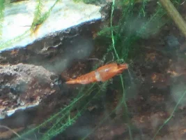 Is this normal for shrimp?