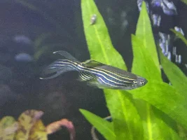 Is this fungal, bacterial or what? Deformed guppy?!