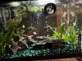 Help! Black skirt tetra not doing too well