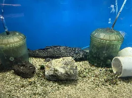 LFS Pics