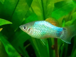 Platy Fry