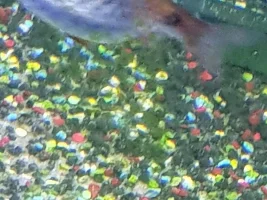 Pregnant Bettas