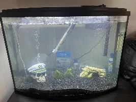 My bichirs passed away:(