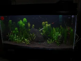 36X18X15 Planted