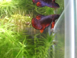 My new Betta!
