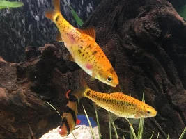 Gold Barb wounds? Help much appreciated