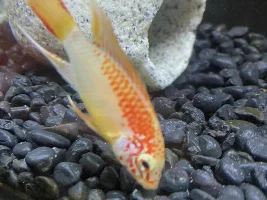 What are your all time favorite cichlids?