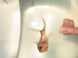 William's Fish