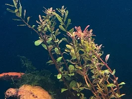 Aquatopia - 6x2x2 Low-Med Light, High Tech Nature Aquarium