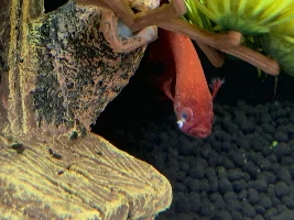 What is this white dot on my Betta’s face