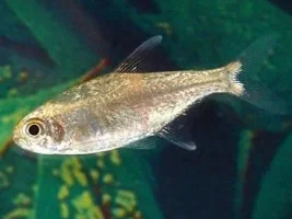Bought wrong tetras - Now What????