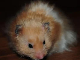 Our Hamsters