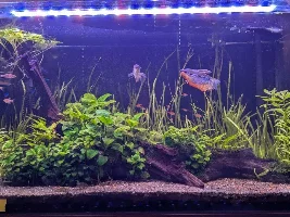 VOTE NOW: August 2025 Tank of the Month Contest (31 US gallons and larger)