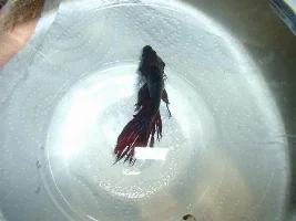 My Betta Has Something Wrong, Help Please.