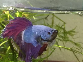 Introducing All My Fishies