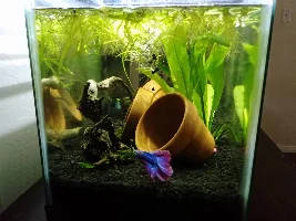 My twins 10 gal planted tank.