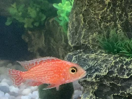 Help! I don’t know if my fish is sick