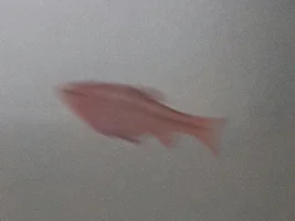 Wide fish. Are there health complications or just too much fish food?