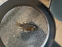 Dead mikrogeophagus ramirezi (new fish)