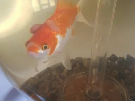 White lumps on the sides of my goldfish head