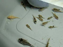 Hand Sanitisers & Aquariums?