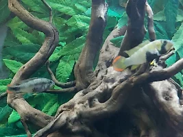 River stream 53g
