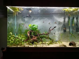 Jordan_Deus - March 2019 Tank of the Month