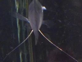 White Thing Comming out of Fishes Side