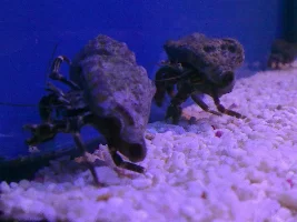 Want To Show Off My Marine Tank