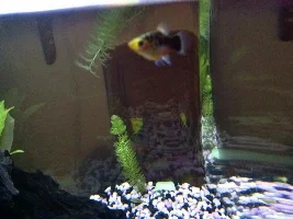 Male Or Female Platy?