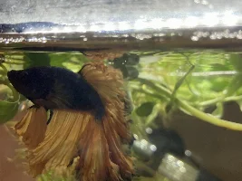 Help betta fins look ragged