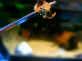 Does anyone feed their L pleco Mussels?