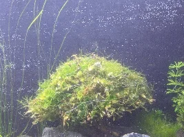 A place 4 my questions & ponderings as I build a 34 Gallons (127L) tank