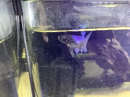 Does this betta have pop eye?