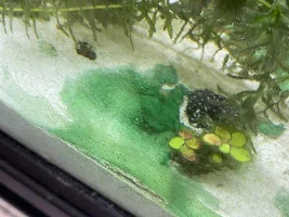What kind of algae is this?