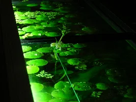 Echinodorus bleherae in platy tank