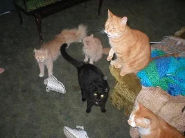 here is a few of my pets