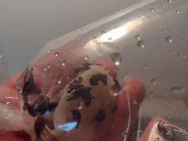 Chris's Pico Pest Reef!