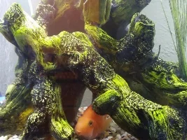 Blood parrot cichlid sick