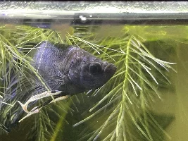 What is on my halfmoon betta’s head?