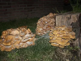 Fall → Mushroom time...