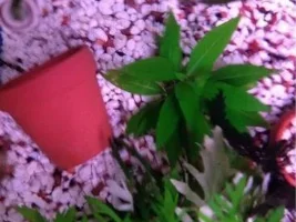 My 1St Planted Tank