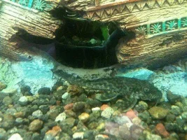 Help Id My New Pleco