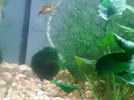 Silver tip tetra help!