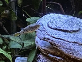 New fishy, congo spotted puffer