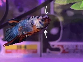 Cottonmouth in Betta’s